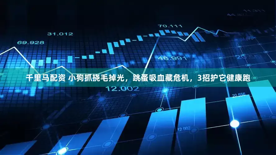 千里马配资 小狗抓挠毛掉光，跳蚤吸血藏危机，3招护它健康跑